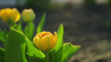 Akşamları sarı şakayık lalesi yakın plan. Yüksek kaliteli FullHD görüntüler