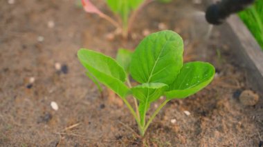 Genç bir lahanayı spreyle spreylemek, yakın plan. Bahçe bitkilerini zararlılardan koruyorum. Yüksek kalite 4k görüntü