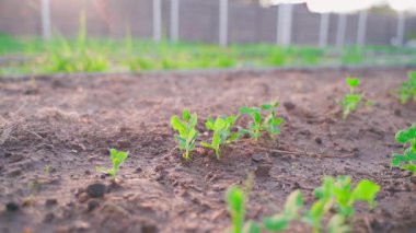 Sebze bahçesi yatağında taze bezelye filizi, pürüzsüz parallaks. Yüksek kaliteli FullHD görüntüler