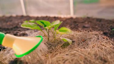 Yavru patlıcan, yavaş çekimde seradaki bir sulama kutusundan sulanıyor. Yüksek kaliteli FullHD görüntüler