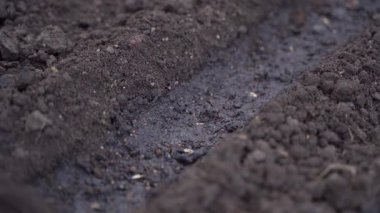 Eldivendeki bir el, tohum ekilmiş bir sırayı kapatır, yakın plan. Yüksek kalite 4k görüntü