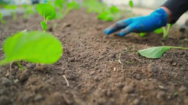 Eldivenli bir el sebze bahçesi yatağına bakar ve lahana filizleri büyür. Yüksek kaliteli FullHD görüntüler