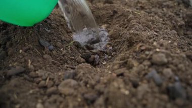 Yavaş çekimde fideleri dikmeden önce toprağın içindeki bir deliğe su dökmek. Yüksek kaliteli FullHD görüntüler