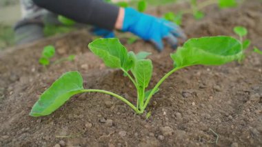 Mavi lastik eldivenli kadın eller sebze bahçesine lahana tohumu eker, yakın plan. Ağır çekim. Yüksek kaliteli FullHD görüntüler