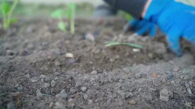 Lastik eldivendeki bir el, bahçe yatağındaki toprağı düzleştirir, yakın plan. Yüksek kaliteli FullHD görüntüler