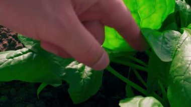 Ispanak yaprakları sebze bahçesinde toplanıyor, yakın plan. Yüksek kalite 4k görüntü