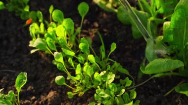 Yavaş çekimde serada bir yatakta lahana fideleri sulamak. Yüksek kaliteli FullHD görüntüler