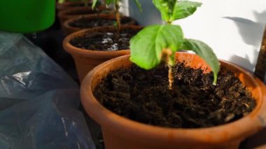 Demlikte ortancaları suluyorum, yakın plan. Yüksek kaliteli FullHD görüntüler