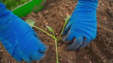 Bahçenin toprağına yakın yeni filizlenmiş lahana filizleri, üst manzara. Yüksek kaliteli FullHD görüntüler