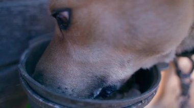 Aç, açık renkli köpek, yavaş çekimde bir besleyicinin tavuk kemiklerini yer. Yüksek kaliteli FullHD görüntüler