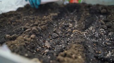 Tohumları suluyorum, yakın plan. Yüksek kaliteli FullHD görüntüler
