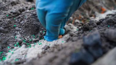 Sebze bahçesine soğan tohumları ekiyorum, yakın plan. Yüksek kaliteli FullHD görüntüler