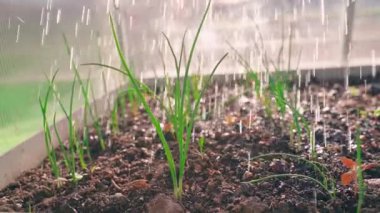 Genç soğanlar bir serada sulanır. Yüksek kaliteli FullHD görüntüler