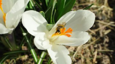 Güneşli bir günde beyaz bir kır çiçeğini polenleyen arı, yakın plan. Yüksek kaliteli FullHD görüntüler