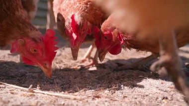 Yuvadan tahıl gagalayan tavukların yakın çekimi, yavaş çekim, güneşli bir gün. Yüksek kaliteli FullHD görüntüler