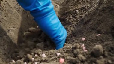 Plastik eldivenli eller, sebze bahçesinin toprağına patates ekiyor. Maden gübresi. Yüksek kaliteli FullHD görüntüler