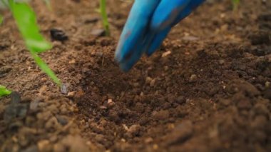 Bir el tohum ekmeden önce çukur kazar, yakın plan. Yüksek kaliteli FullHD görüntüler