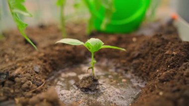 Taze ekilmiş fesleğen, suyla doldurulmuş, yakından. Yüksek kaliteli FullHD görüntüler