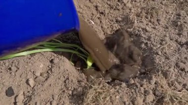 Ekmeden önce fideleri bol bol sula. Yüksek kaliteli FullHD görüntüler