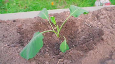 Bahçe yatağında genç bir lahana filizinin yakın çekimi. Yüksek kaliteli FullHD görüntüler
