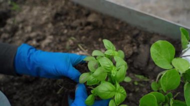 Kadınların elleri mavi lastik eldivenlerle fesleğen tohumu topluyor, yavaş çekimde. Yüksek kaliteli FullHD görüntüler