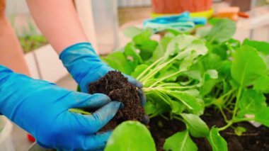 Sera yatağında lahana tohumu seçmek. Topraktaki bir solucanın yakın çekimi. Mavi lastik eldivenli kadın elleri. Yüksek kaliteli FullHD görüntüler