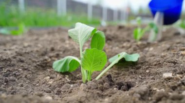 Genç lahana filizi sebze bahçesi yatağına suyla dolduruldu. Yüksek kaliteli FullHD görüntüler