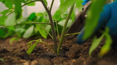 Mezhepçilerle bir domatesin alt yapraklarını kesmek, yakın plan. Yüksek kaliteli FullHD görüntüler