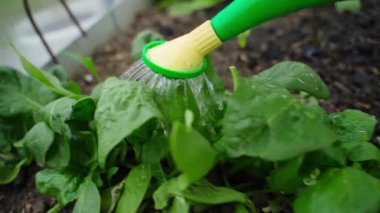 Sulama kabındaki ıspanağı suluyorum, yavaş çekimde yakın çekimde. Yüksek kaliteli FullHD görüntüler