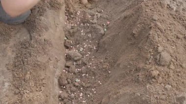 Bir kadın, toprağın içine patatesleri mineral gübresiyle ekiyor. Yüksek kalite 4k görüntü