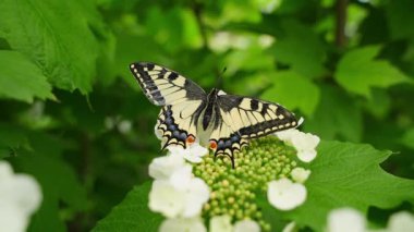 Papilio Machaon Kelebek Büyük Planı bulanık arka planda bir bitki üzerine. Yüksek kaliteli FullHD görüntüler