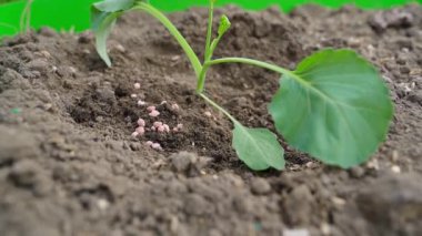 Maden gübresi, bir bahçe yatağında genç lahana filizlerinin altına serilir. Yüksek kaliteli FullHD görüntüler