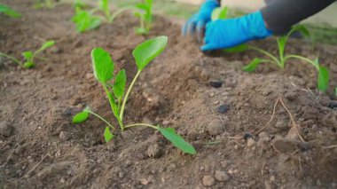 Lastik eldivenli kadın elleri büyüyen lahana fidanları olan bir bahçe yatağına bakar. Yüksek kaliteli FullHD görüntüler