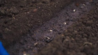 Eldiven, salatalık tohumları taşır, büyük bir plan. Yatakların toprağına tohum ekiyorum. Yüksek kalite 4k görüntü