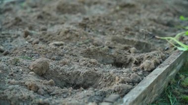 Lahana fideleri bahçe yatağındaki deliklerde serilmiştir. Yüksek kalite 4k görüntü