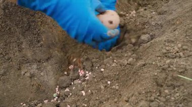 Mavi lastik eldivenli eller sebze bahçesi yatağına patates eker. Yüksek kalite 4k görüntü