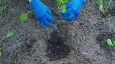 Mavi eldivenli eller, sebze bahçesindeki bir yatağın toprağına lahana tohumu ekiyor. Yüksek kalite 4k görüntü