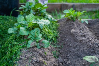 Çimenlerle toprağı biçerken patates yetiştiren bir sebze bahçesi..