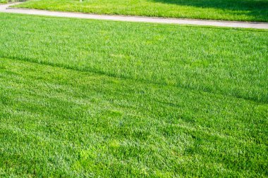 Güneşli bir günde çim biçme sırasında yeşil çimenler. Çim biçme makinesiyle çim biçmeden önce ve sonra.