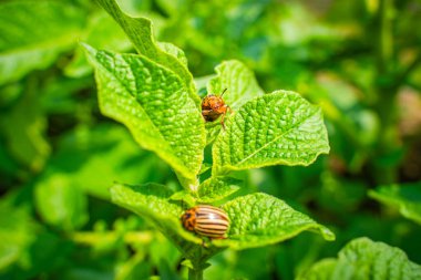 Patates yaprağında Colorado patates böceği güneşli bir günde yakın planda. Colorado patates böceği patates yiyor..