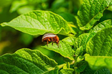 Patates yaprağında Colorado patates böceği güneşli bir günde yakın planda. Colorado patates böceği patates yiyor..