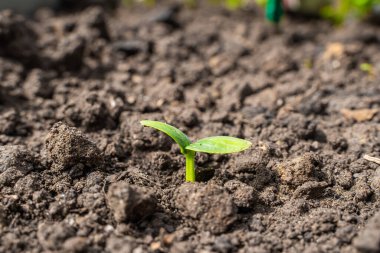 Bir seradaki yatakta salatalık filizinin mikrop yaprakları, yakın plan..