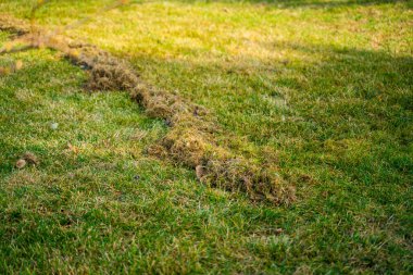Çim temizleme ve havalandırmadan sonra kuru çim. Kış sonrası bahçe bakımı.