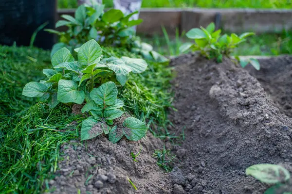 Çimenlerle toprağı biçerken patates yetiştiren bir sebze bahçesi..
