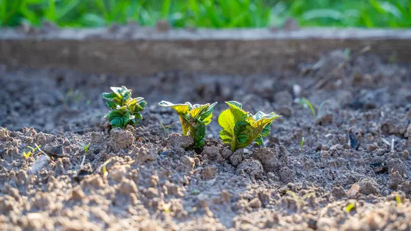 Sebze bahçesinde taze patates yaprakları, yakın plan..
