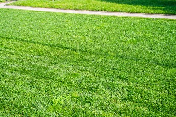 Güneşli bir günde çim biçme sırasında yeşil çimenler. Çim biçme makinesiyle çim biçmeden önce ve sonra.