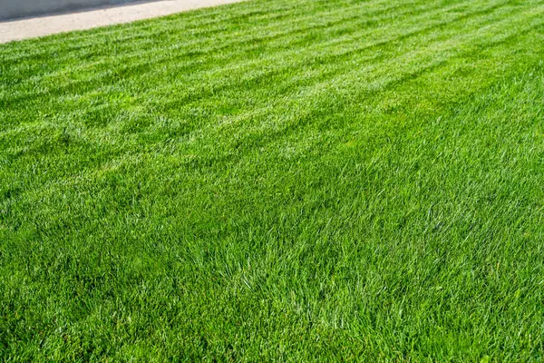 Güneşli bir günde çim biçme sırasında yeşil çimenler. Çim biçme makinesiyle çim biçmeden önce ve sonra.