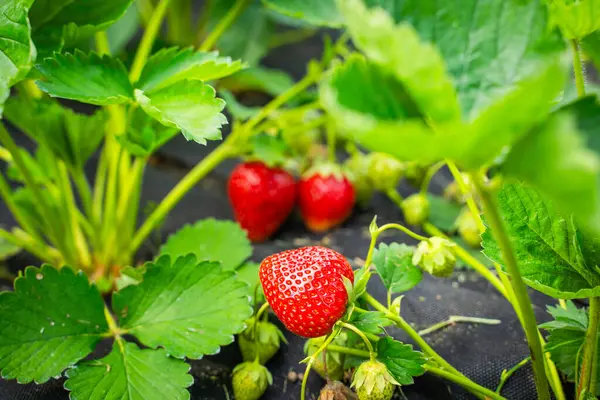 Güneşli bir günde, bir bahçe yatağında büyüyen olgun kırmızı çilekler. Yakın plan..
