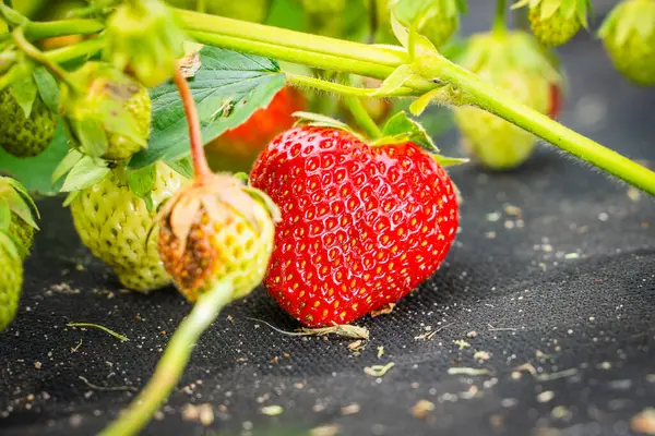 Bahçe yatağında olgun kırmızı çileklerin arka planına karşı çürük yeşil çilekler..