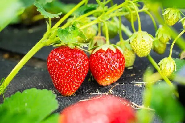 Güneşli bir günde, bir bahçe yatağında büyüyen olgun kırmızı çilekler. Yakın plan..